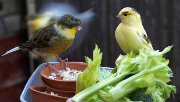 Cuidando a un canario - Alimentando a un canario