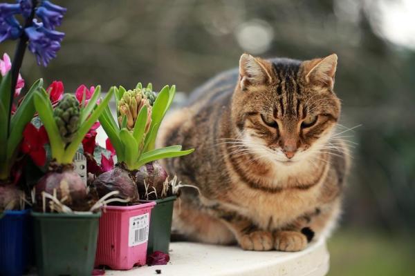 Consejos para hacer que un perro y un gato se lleven bien - Presentando un perro y un gato