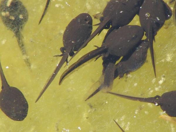 ¿Qué comen los renacuajos de rana? - Dieta de los renacuajos de rana.