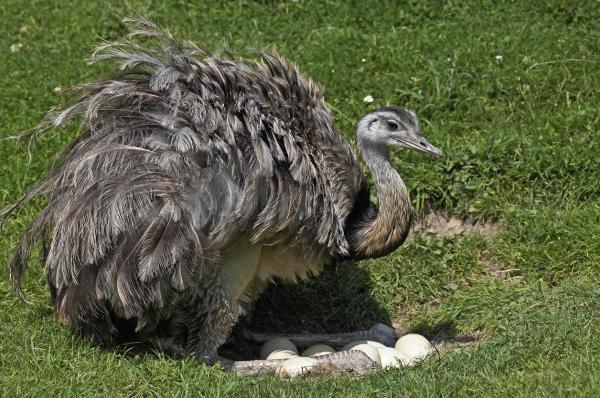 ¿Qué es un pájaro ñandú? - ¿Cómo se reproduce el pájaro ñandú?