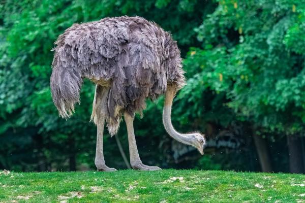 ¿Qué es un pájaro ñandú? - ¿Qué come el ñandú?