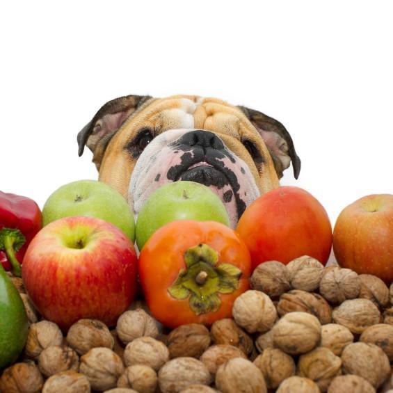 Frutas Y Verduras Prohibidas Para Perros