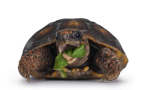 ¿Las tortugas tienen dientes?  - ¿Cómo comen las tortugas sin dientes?
