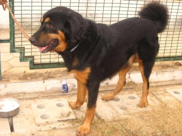 Lista de razas indias de perros - Raza de perro india: Gaddi Kutta