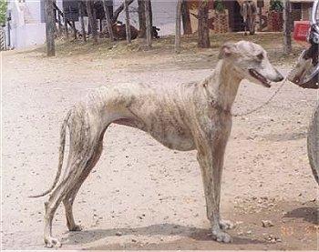 Lista de razas indias de perros - Raza de perro indio: Rampur Greyhound 