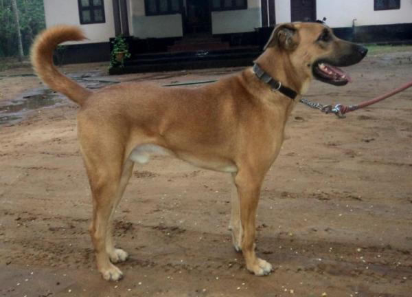 Lista de razas de perros indias - Raza de perro india: Kombai