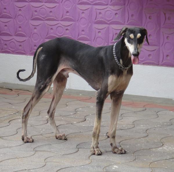 Lista de razas indias de perros - Raza de perro india: Kanni 
