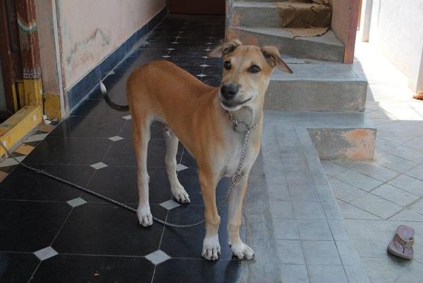 Lista de razas indias de perros - Raza de perro india: Pandikona
