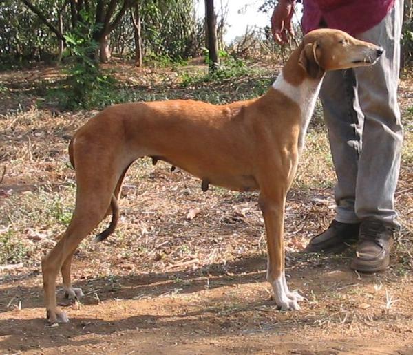 Lista de razas indias de perros - Raza de perro indio: Banjara Hound 