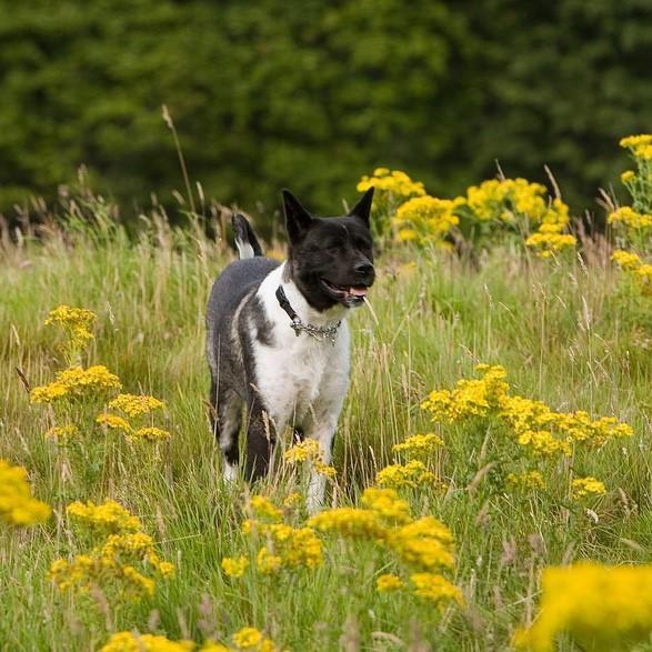 ¿Cuánto Ejercicio Necesitan Los Akitas Americanos? ¿cuánto Ejercicio Necesitan Los Akitas Americanos?