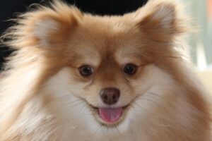 Perros Spitz Alemanes: Razas Y Variedades