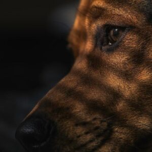 Consejos Para Entrenar a Un Perro De Raza Mixta