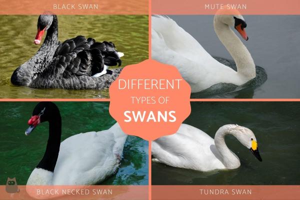 Diferentes tipos de cisnes - Diferentes tipos de cisnes 