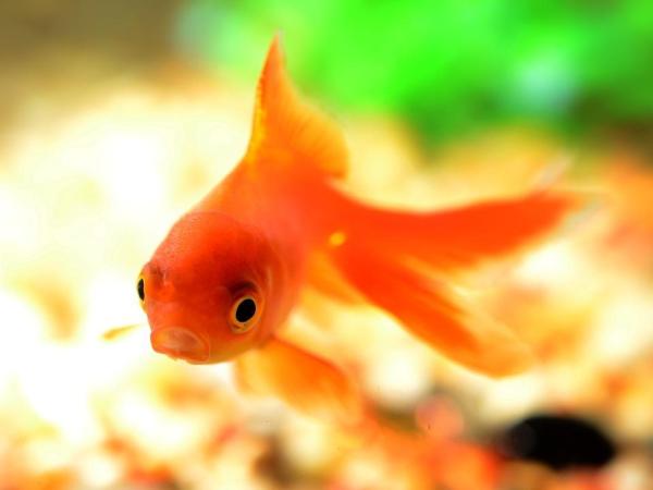 Cuidando a los peces de colores - Dieta de los peces de colores