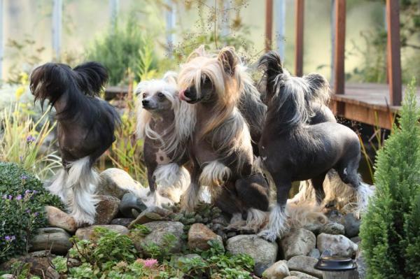 5 razas de perros sin pelo -