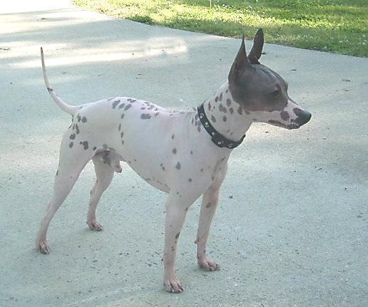 5 razas de perros sin pelo: terrier americano sin pelo
