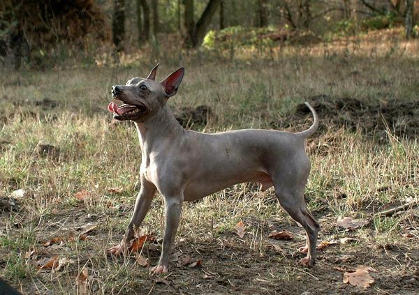 5 razas de perros sin pelo -