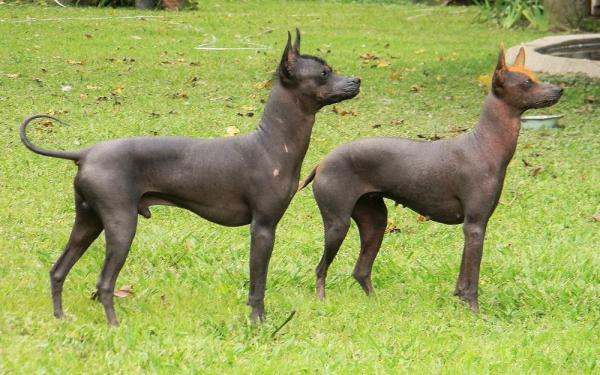 5 razas de perros sin pelo - Perro Pila Argentino