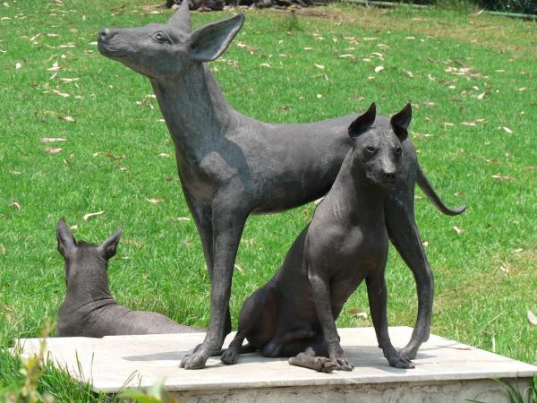 5 razas de perros sin pelo -