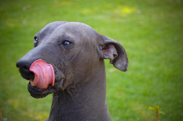 5 razas de perros sin pelo - Perro sin pelo mexicano
