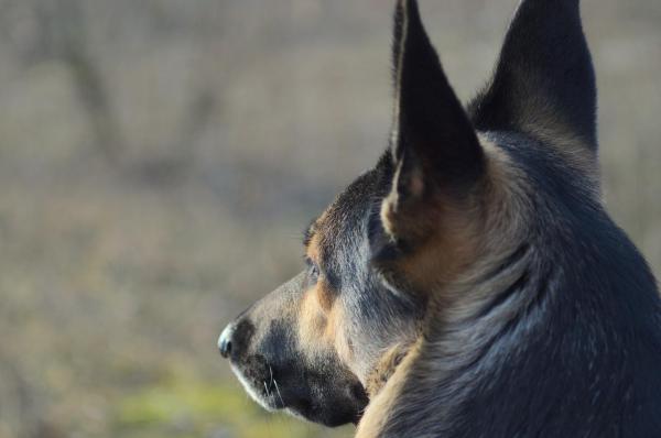 Refuerzo Positivo en Perros - Malos métodos de adiestramiento para perros