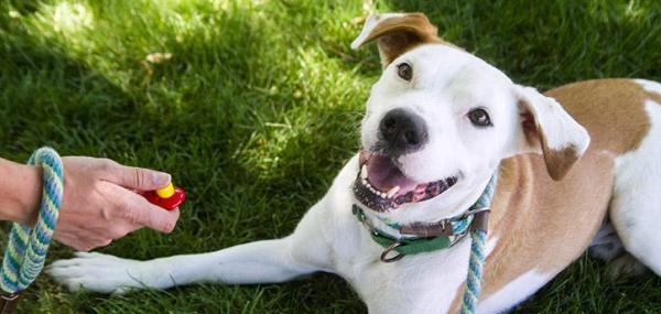 Refuerzo positivo en perros: ¿Debería utilizar el clicker para refuerzo positivo?