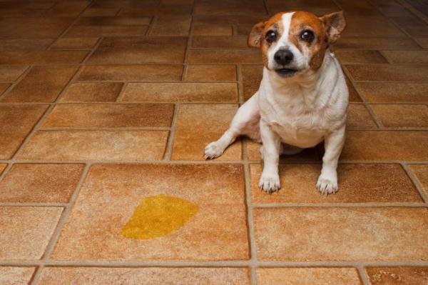 Refuerzo Positivo en Perros - Uso incorrecto del refuerzo positivo