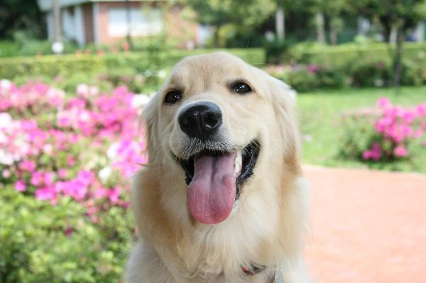 Refuerzo Positivo en Perros - Beneficios del refuerzo positivo en perros