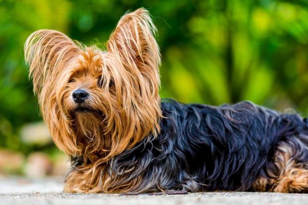 20 razas de perros que no pierden pelo - Yorkshire Terrier