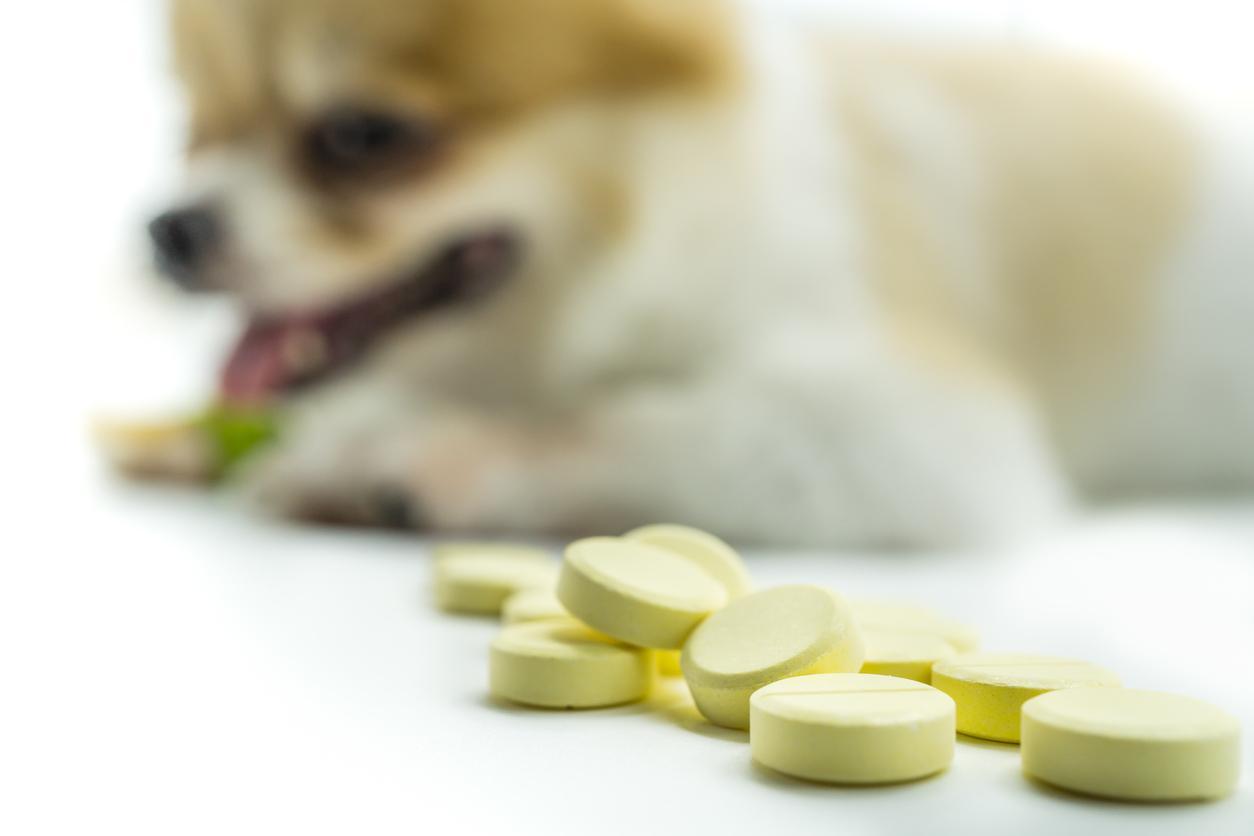 Corticosteroides Para Perros: Tipos, Dosis Y Efectos Secundarios