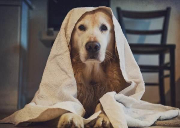 Cortar el pelo de un Golden Retriever - Paso 7