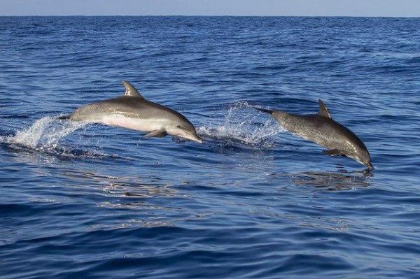 ¿Por qué los delfines saltan fuera del agua?  - Saltar en comunicación y socialización.