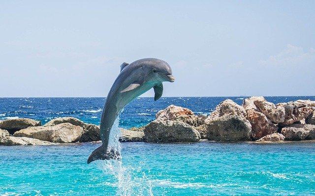 ¿por Qué Los Delfines Saltan Fuera Del Agua?