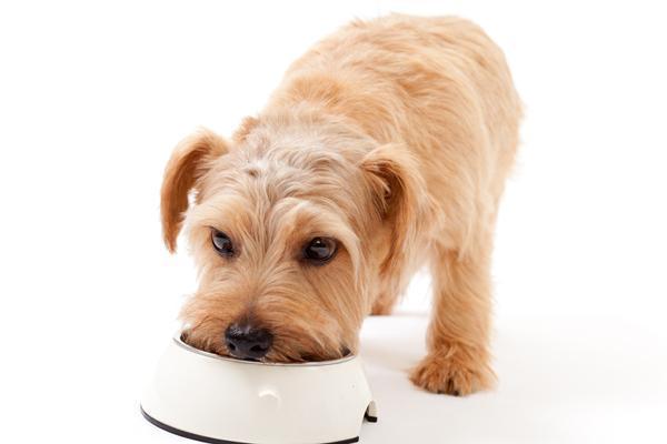 Trucos para evitar que tu perro sienta calor - 