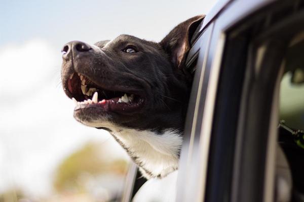 Trucos para evitar que tu perro sienta calor - 