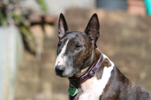 Consejos Para Entrenar Un Bull Terrier