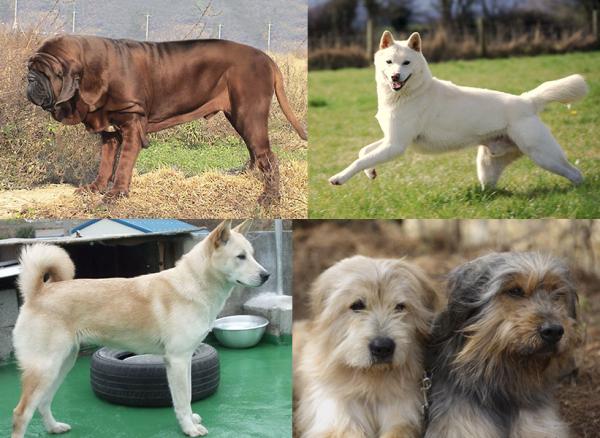 Razas de perros nativos asiáticos - Razas de perros coreanos