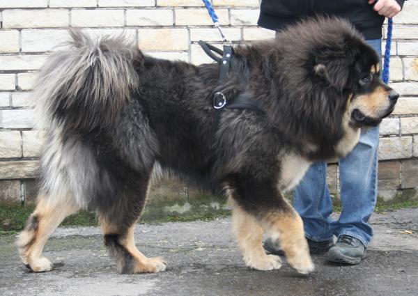 Razas de perros nativos asiáticos - Razas de perros tibetanos