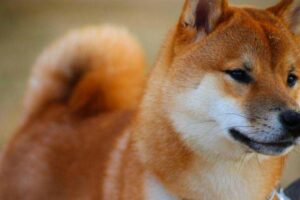 Razas De Perros Nativos Asiáticos