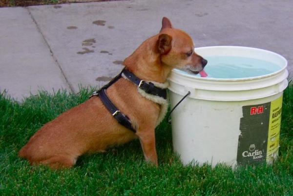 ¿Cuánta agua debe beber mi perro?  - ¿Cuánta agua debes darle a tu perro todos los días?