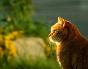 Nombres Hindi Para Gatos Machos Con Significados