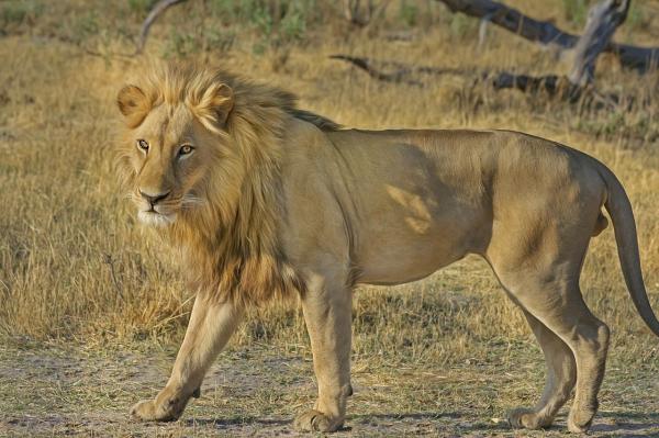 Diferencias entre leones y tigres: hábitat del león y del tigre