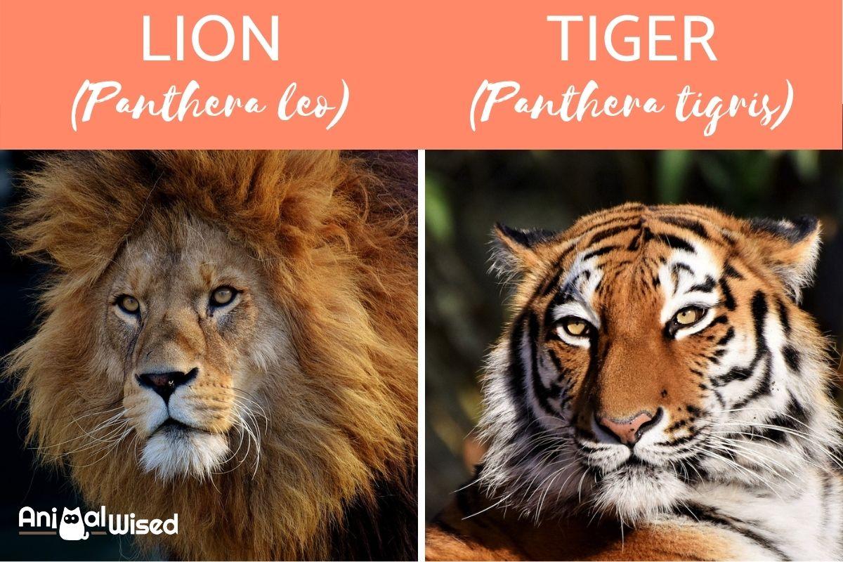 Diferencias Entre Leones Y Tigres