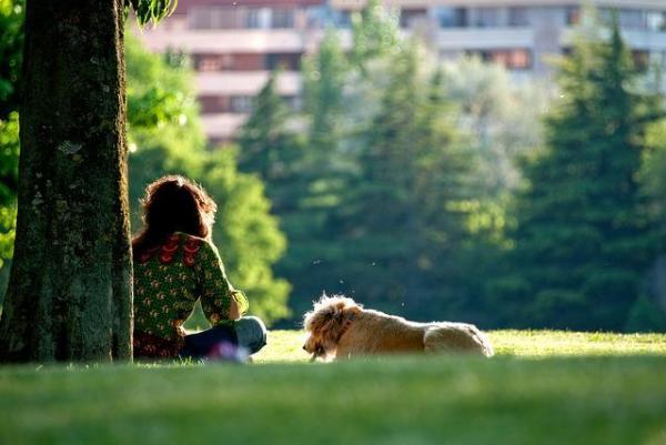 10 razones por las que deberías pasear a tu perro - Los perros absorben vitaminas del sol