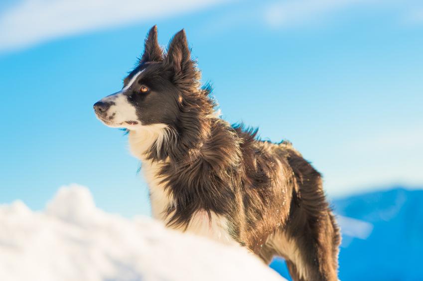 ¿Cómo Se Clasifican Los Perros en Tipos Y Grupos? ¿cómo Se Clasifican Los Perros en Tipos Y Grupos?