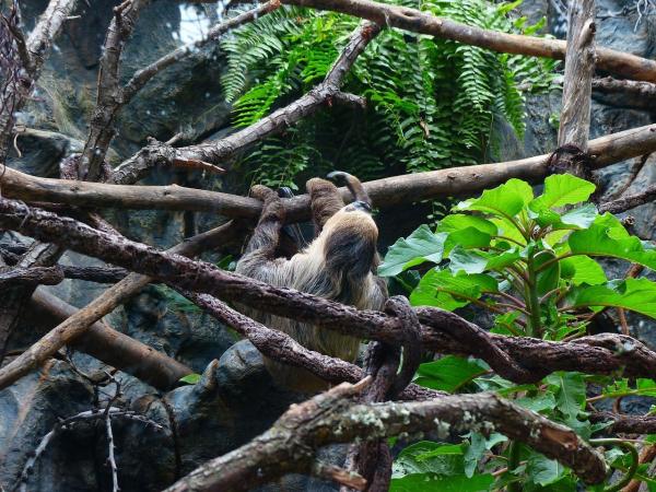 ¿Qué comen los perezosos? - Un animal consciente del medio ambiente.