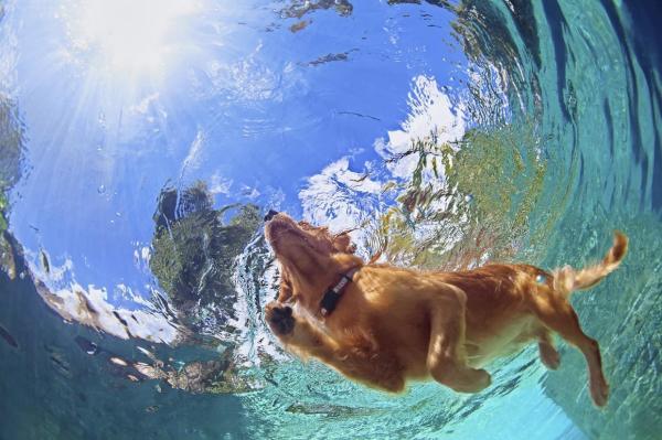¿Cuánto ejercicio necesitan los labradores retrievers? - ¿Pueden nadar los Labrador Retriever?