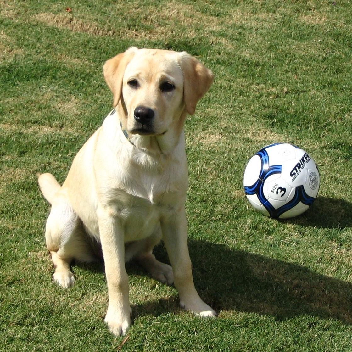 ¿Cuánto Ejercicio Necesitan Los Labradores Retrievers? ¿cuánto Ejercicio Necesitan Los Labradores Retrievers?