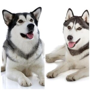 Diferencias Entre El Malamute De Alaska Y El Husky Siberiano