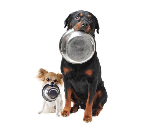 ¿Cuánta comida debes darle a tu perro?  - Cantidad de comida recomendada para un perro adulto